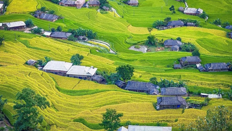 hoang-su-phi-rice-field